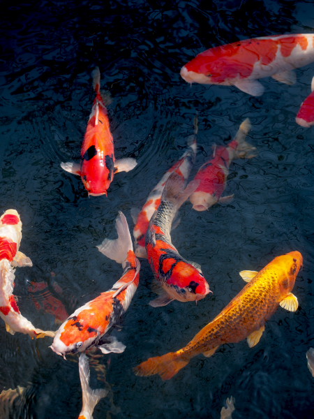 �󑐎��̒r�ŉj���������j�V�L�S�C�B