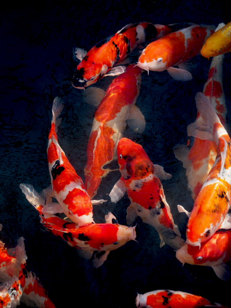 �󑐎��̒r�ŉj���������j�V�L�S�C�B