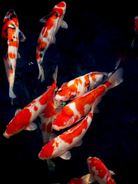 �󑐎��̒r�ŉj���������j�V�L�S�C�B