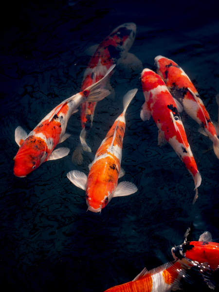 �󑐎��̒r�ŉj���������j�V�L�S�C�B