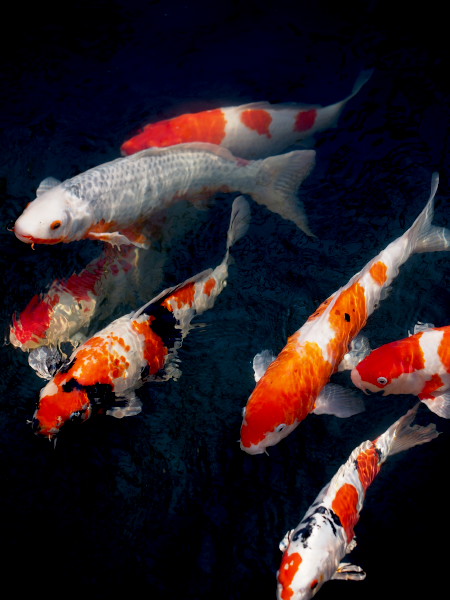 �󑐎��̒r�ŉj���������j�V�L�S�C�B