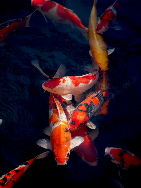 �󑐎��̒r�ŉj���������j�V�L�S�C�B