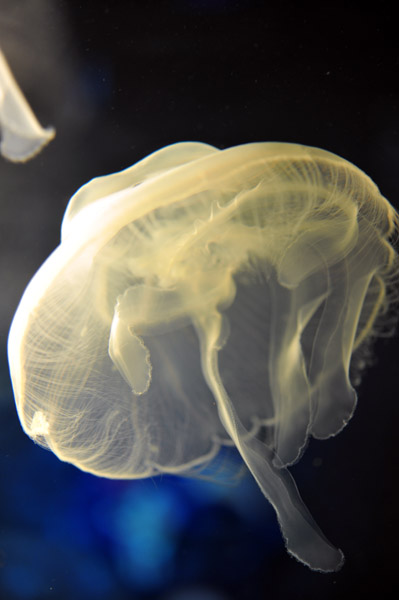 ���Ȃ��퐅���ق̃~�Y�N���Q