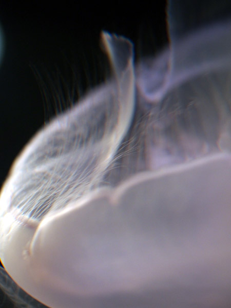 ���Ȃ��퐅���ق̃~�Y�N���Q