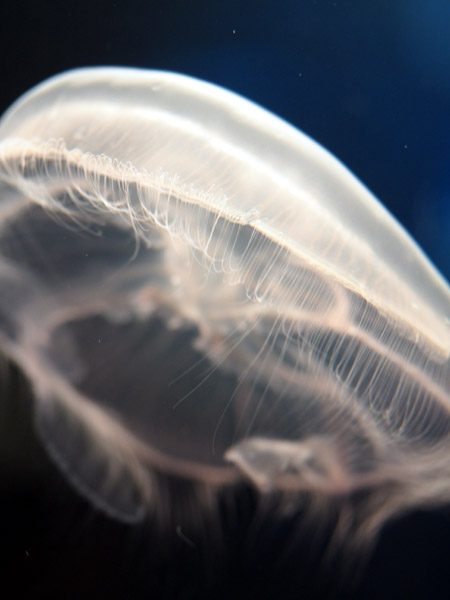 ���Ȃ��퐅���ق̃~�Y�N���Q