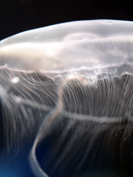 ���Ȃ��퐅���ق̃~�Y�N���Q