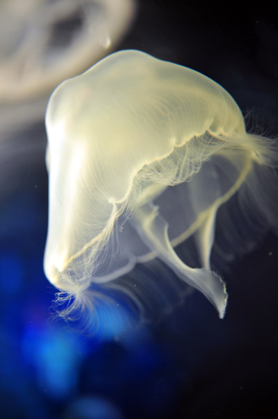 ���Ȃ��퐅���ق̃~�Y�N���Q