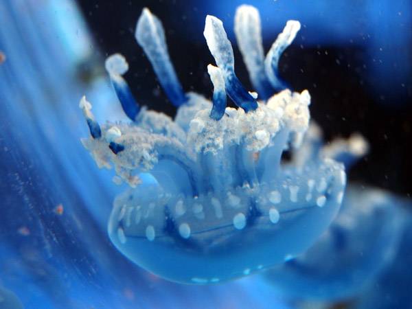 ���Ȃ��퐅���ق̃^�R�N���Q