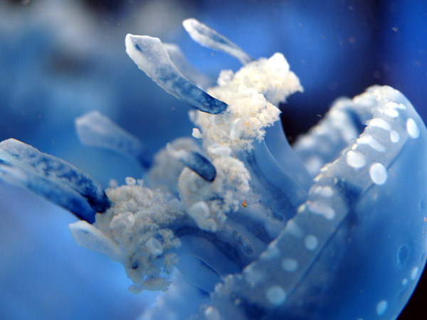 ���Ȃ��퐅���ق̃^�R�N���Q