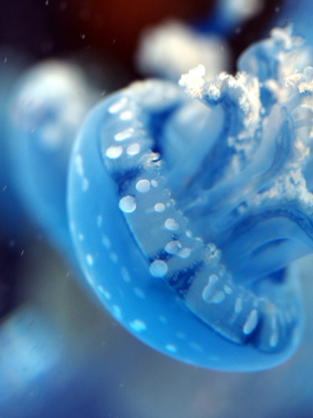 ���Ȃ��퐅���ق̃^�R�N���Q