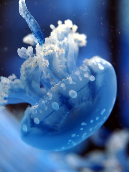 ���Ȃ��퐅���ق̃^�R�N���Q