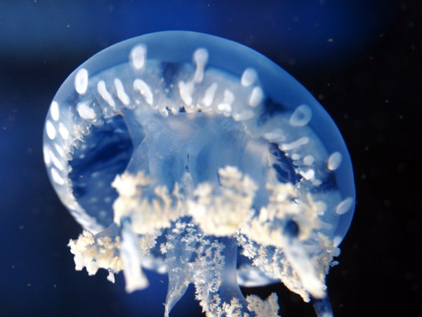 ���Ȃ��퐅���ق̃^�R�N���Q