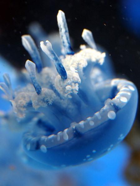 ���Ȃ��퐅���ق̃^�R�N���Q