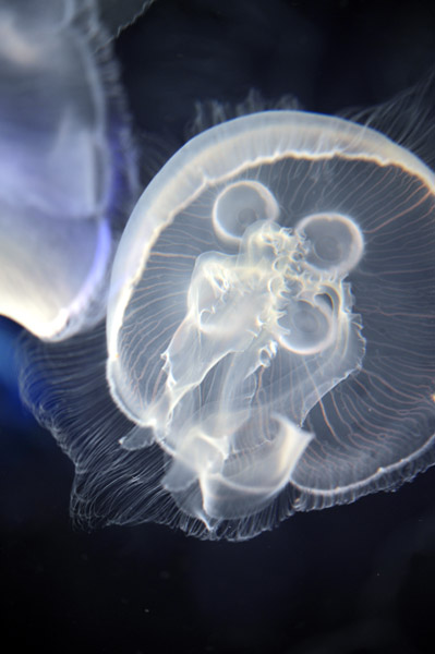 ���Ȃ��퐅���ق̃~�Y�N���Q