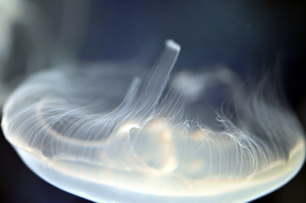 ���Ȃ��퐅���ق̃~�Y�N���Q