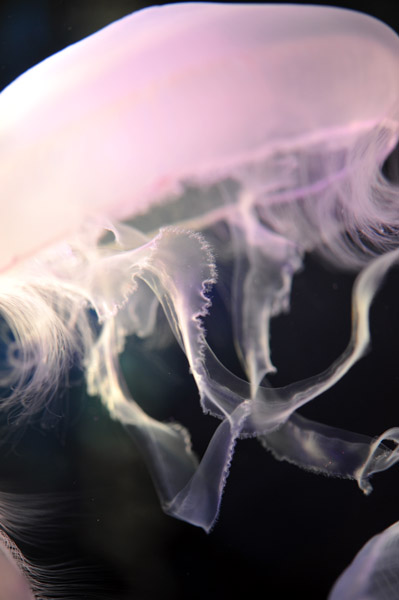 ���Ȃ��퐅���ق̃~�Y�N���Q