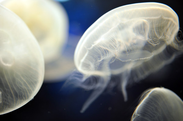 ���Ȃ��퐅���ق̃~�Y�N���Q