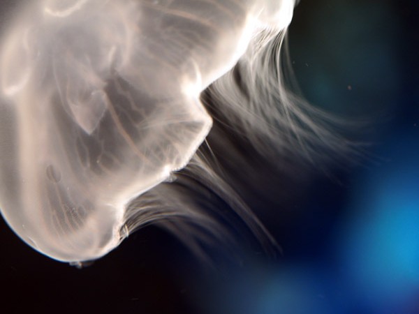 ���Ȃ��퐅���ق̃~�Y�N���Q