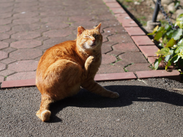 ����J�����Œ��ǂ������ڂ����������ǔL�B