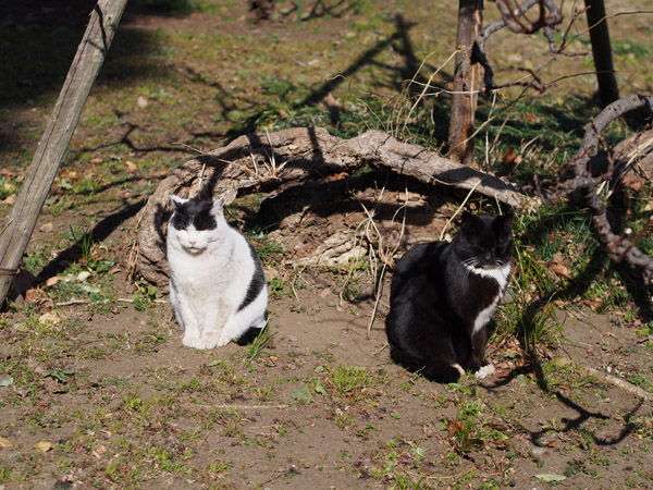 ����J�����Œ��ǂ������ڂ����������ǔL�B