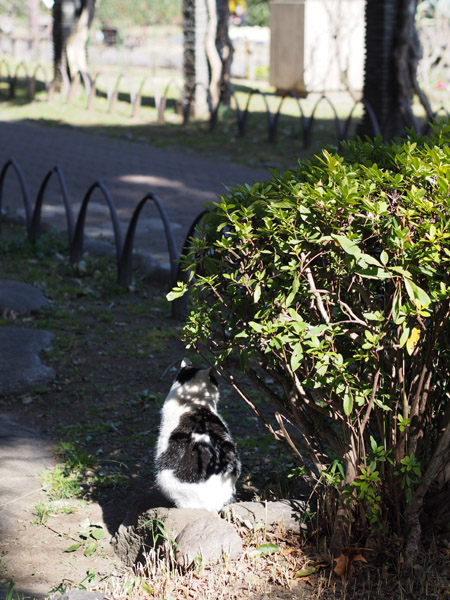 ����J�����Œ��ǂ������ڂ����������ǔL�B