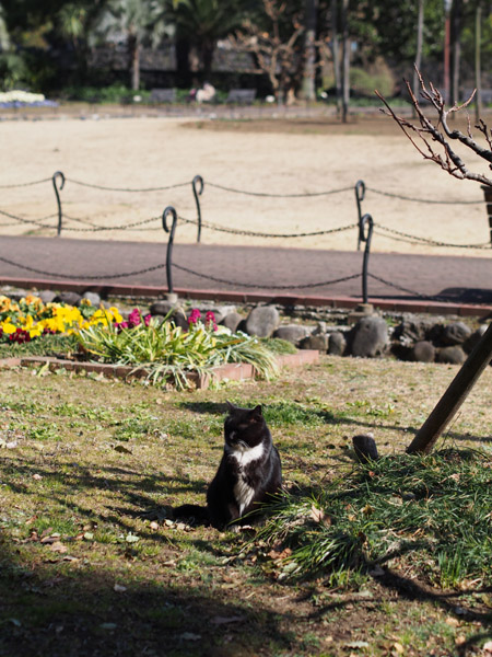 ����J�����Œ��ǂ������ڂ����������ǔL�B