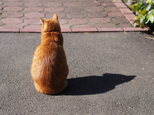 ����J�����Œ��ǂ������ڂ����������ǔL�B