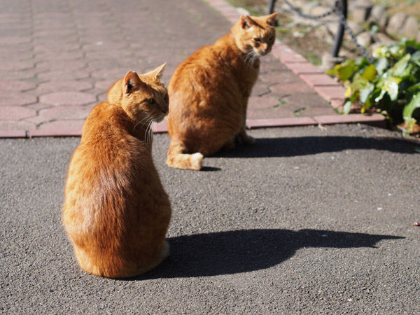 ����J�����Œ��ǂ������ڂ����������ǔL�B