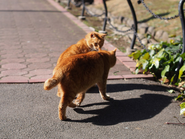 ����J�����Œ��ǂ������ڂ����������ǔL�B