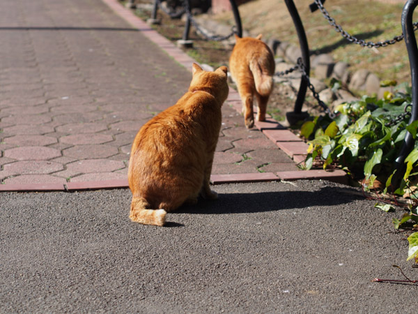 ����J�����Œ��ǂ������ڂ����������ǔL�B