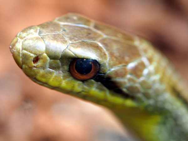 ��쓮�����̃V�}�w�r