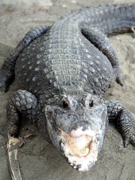 ��쓮�����̃j�V�A�t���J�R�K�^���j