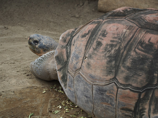 ��쓮�����̃K���p�S�X�]�E�K��