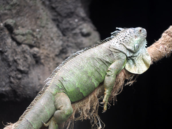 ��쓮�����̃O���[���C�O�A�i