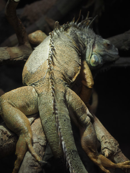 ��쓮�����̃O���[���C�O�A�i