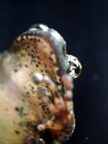 ��쓮�����̃J�W�J�K�G��