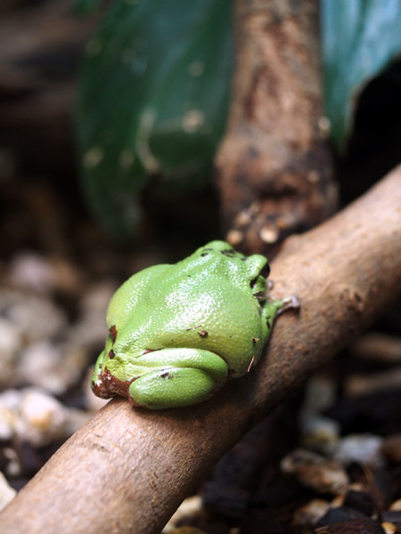 ��쓮�����̃����A�I�K�G��