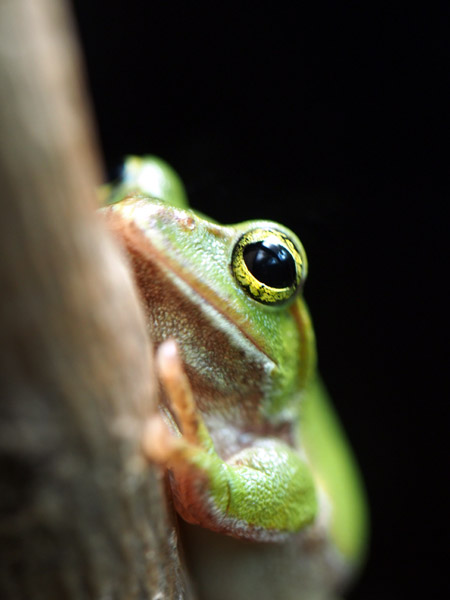 ��쓮�����̃V�����[�Q���A�I�K�G��