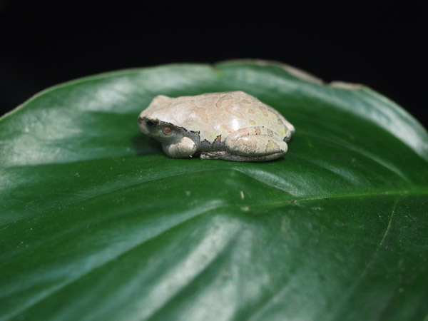 ��쓮�����̃j�z���A�}�K�G��