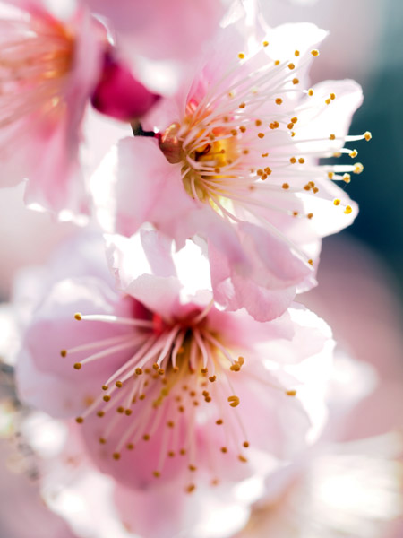 �������ΐ��y���ō炫�����~�̉�