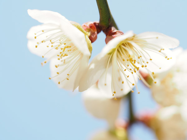 �������ΐ��y���ō炫�����~�̉�