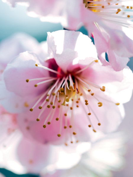 �������ΐ��y���ō炫�����~�̉�