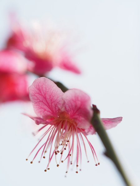 �������ΐ��y���ō炫�����~�̉�