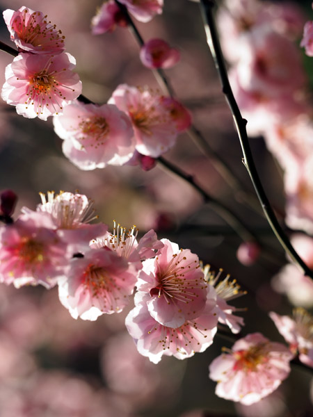 �������ΐ��y���ō炫�����~�̉�