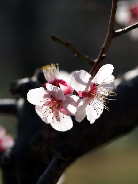 �������ΐ��y���ō炫�����~�̉�