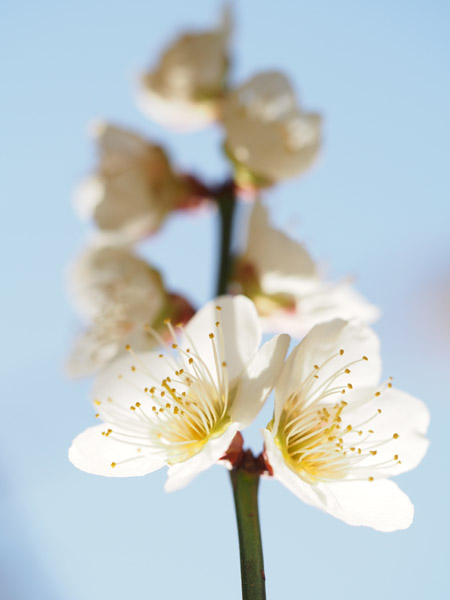 �������ΐ��y���ō炫�����~�̉�