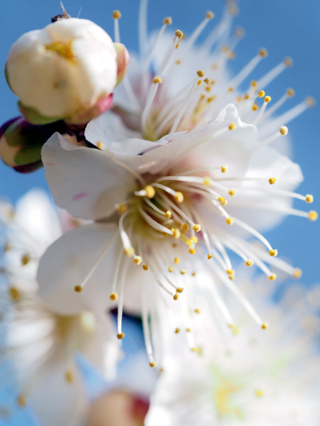 �������ΐ��y���ō炫�����~�̉�