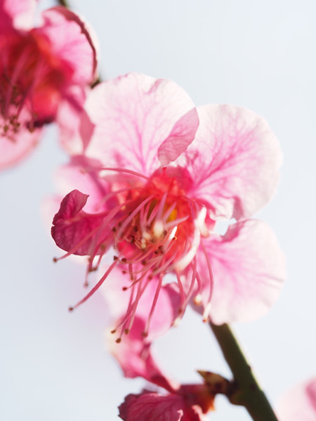 �������ΐ��y���ō炫�����~�̉�