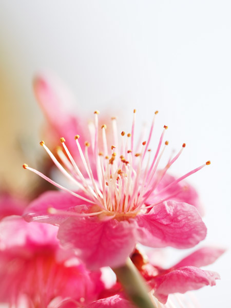 �������ΐ��y���ō炫�����~�̉�