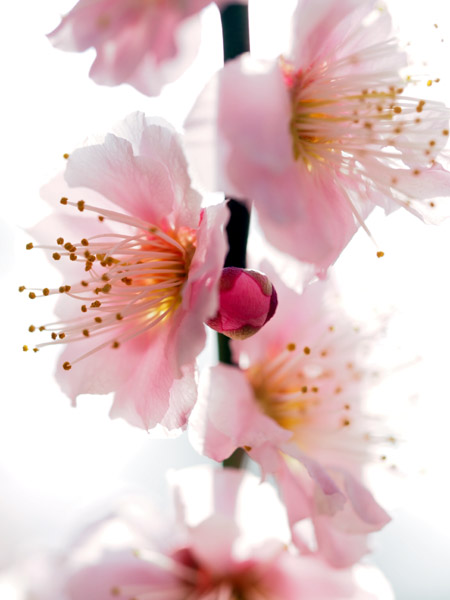 �������ΐ��y���ō炫�����~�̉�